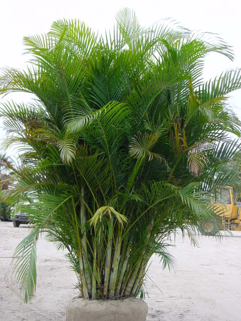 types of palm trees in florida pictures