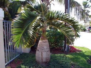 bottle-palm-tree