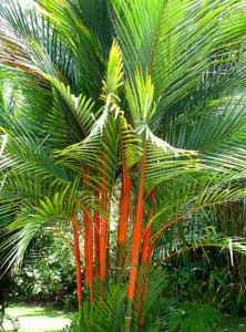 Lipstick Palm Tree
