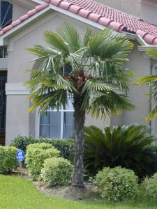 Windmill Palm Tree
