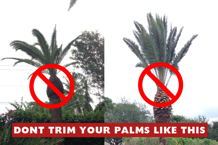 Yuma Palms & Tree Service - Posts - Facebook