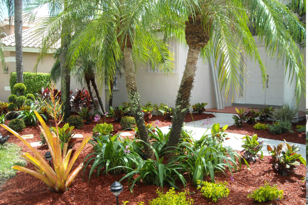 Palm Landscaping Tips - Blog